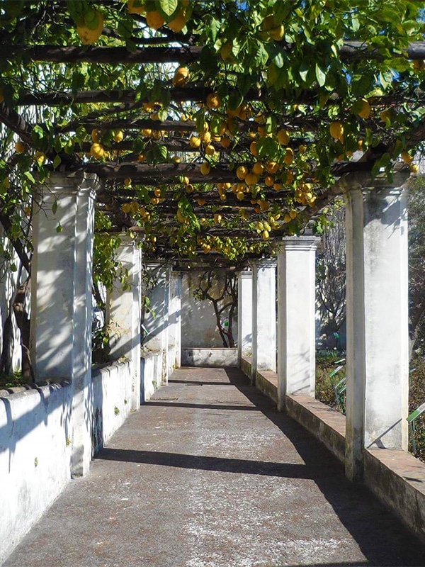 Pergolato con limoni coltivati nell'orto botanico dei Giardini della Minerva 