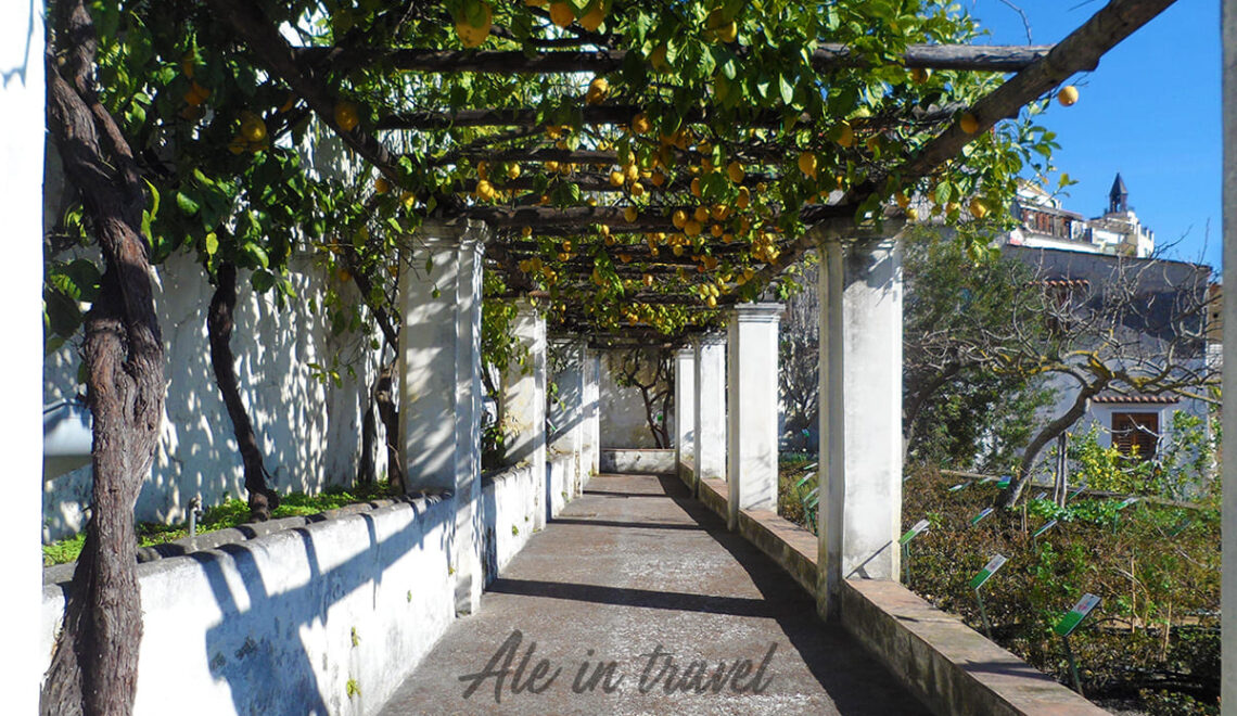 Limoneto Giardino della Minerva Salerno