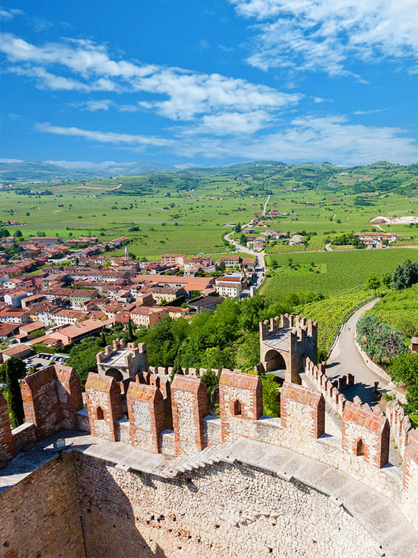 Veduta dei vitigni nei dintorni del Castello Scaligero