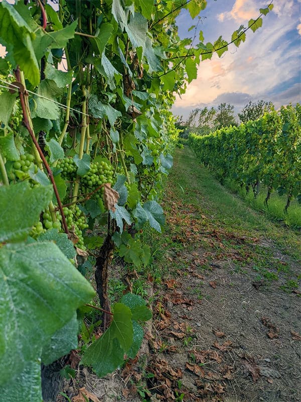 Tour delle cantine delle Langhe a Barolo