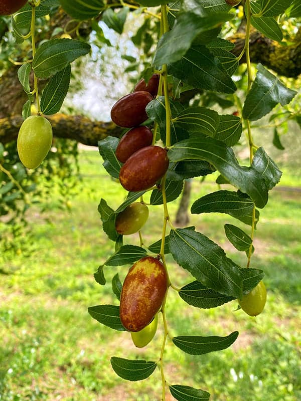 Giuggiole dalle quali si produce il brodo di giuggiole di Arquà Petrarca